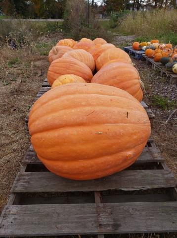 Large Pumpkin Harvest