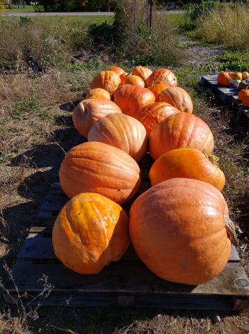 Rest of the Large Pumpkins