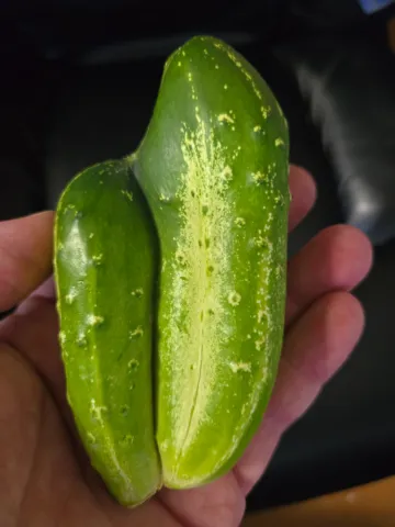 Conjoined Cucumber