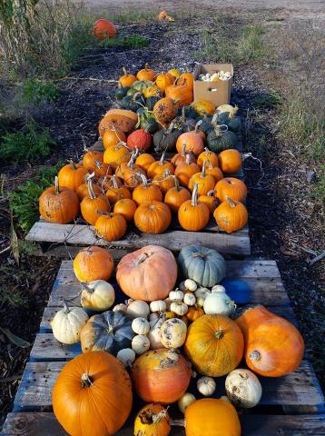 Small Pumpkin Harvest for 2019