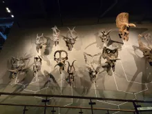 Photo of dinosaur skulls at Utah Museum of Natural History