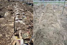 Two photos of how I plant potatoes 