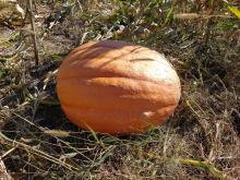 Largest Pumpkins