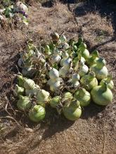 Bird House Gourds