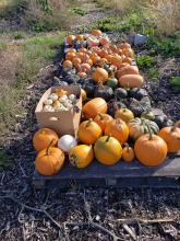 Small Pumpkin Harvest for 2019